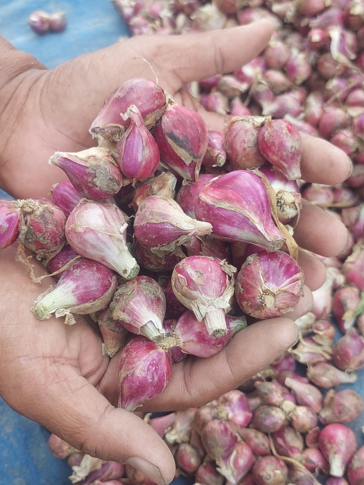 Indonesian Shallot