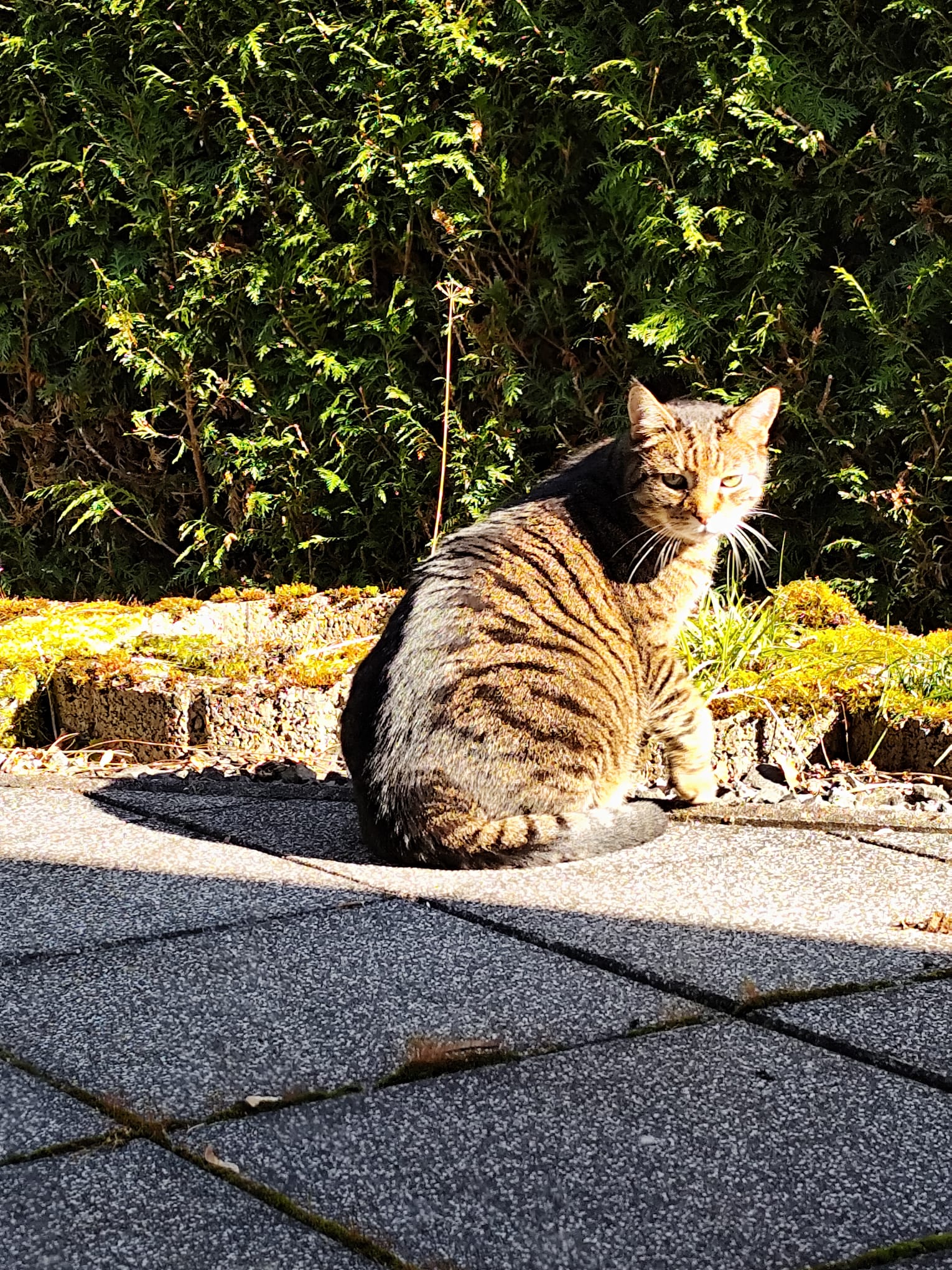 Platform perdagangan buku yang diinginkan