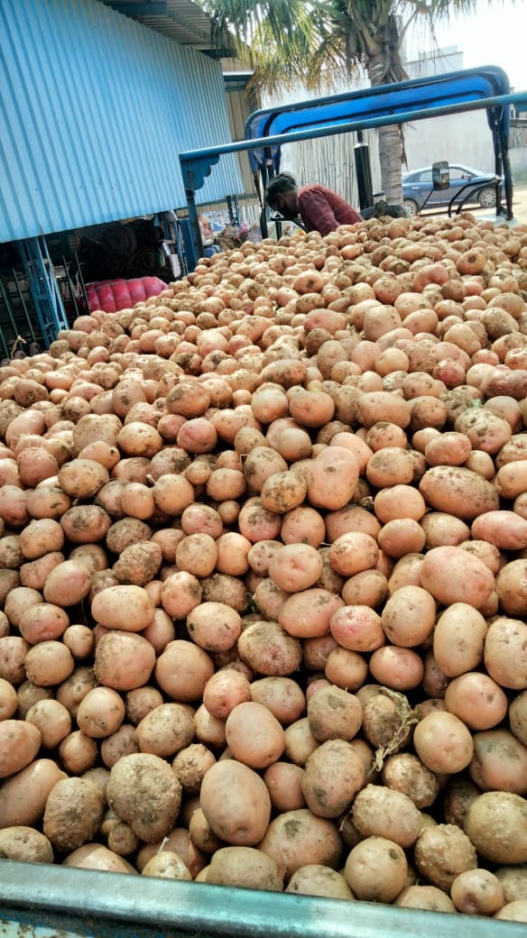 Patel Agro Spices Exporter är en pålitlig agrovaruexportör från Gujarat, Indien, specialiserad på leverans av förstklassig potatis, pärlhirs (Bajra), gul majs och jordnötter.