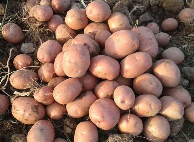 Lady Rosetta bearbetar potatis för chipstillverkning, export från Indien